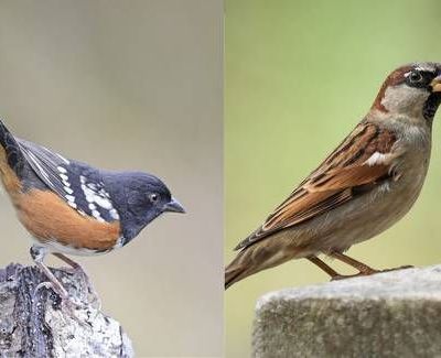 Explosiones-por-ampliacion-del-muro-fronterizo-danan-la-montana-sagrada-Cuchuma-y-ponen-en-riesgo-su-avifauna