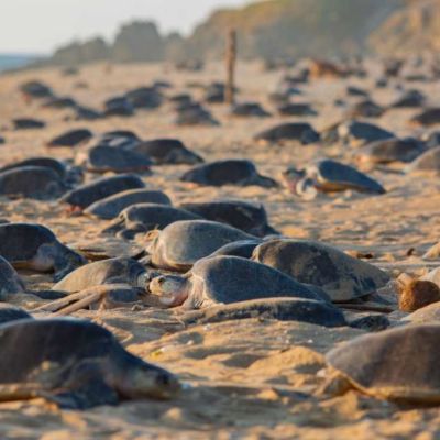 Michoacan-libera-mas-de-6.7-millones-de-tortugas-marinas-en-la-temporada-2025‑2026