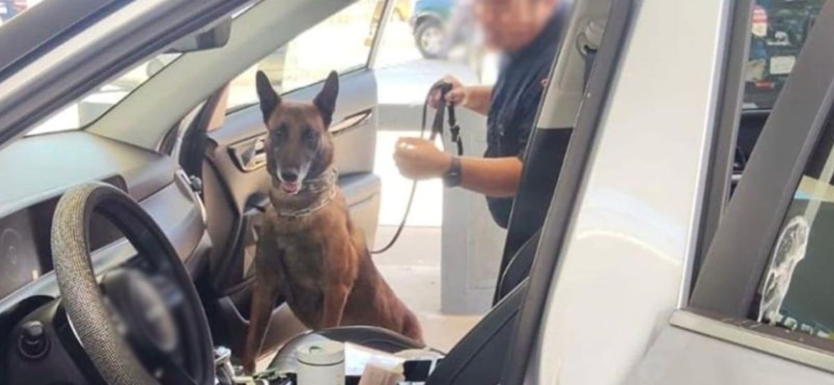 Agente-canino-localiza-176-mil-dolares-en-un-vehiculo-que-ingreso-por-Tijuana-detienen-a-una-mujer