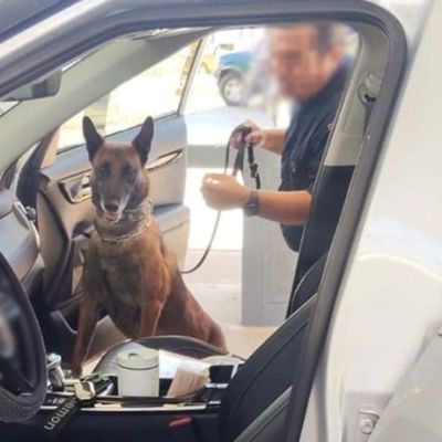 Agente-canino-localiza-176-mil-dolares-en-un-vehiculo-que-ingreso-por-Tijuana-detienen-a-una-mujer