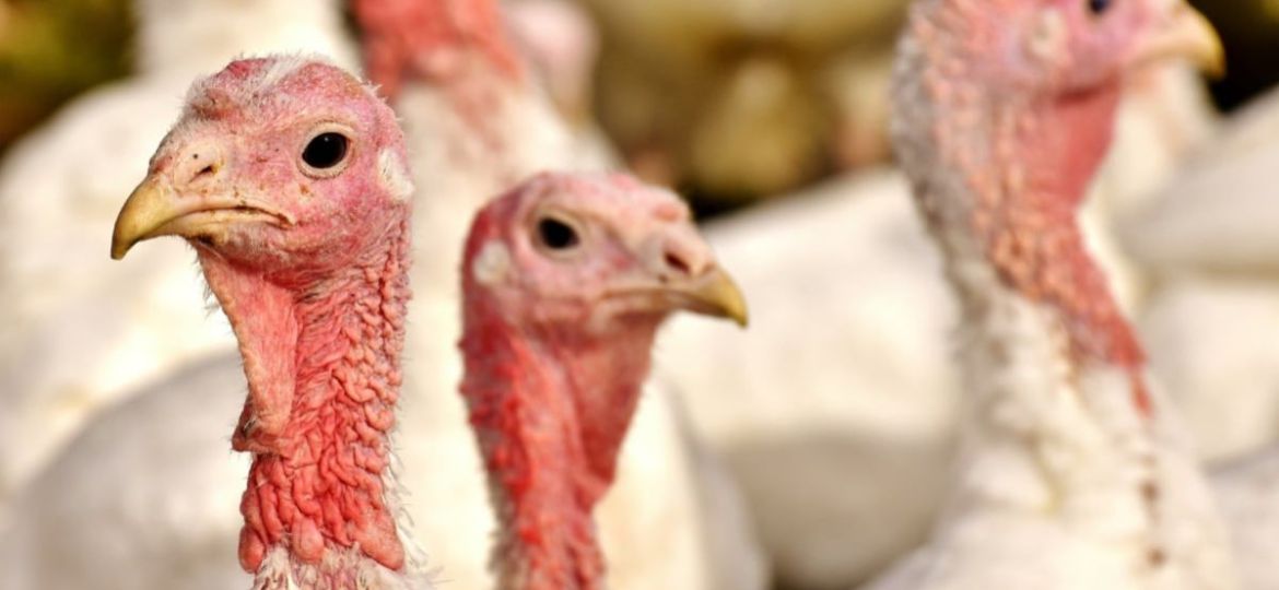 Brasil-confirma-foco-de-Newcastle-en-granja-de-pavos-en-Santa-Catarina