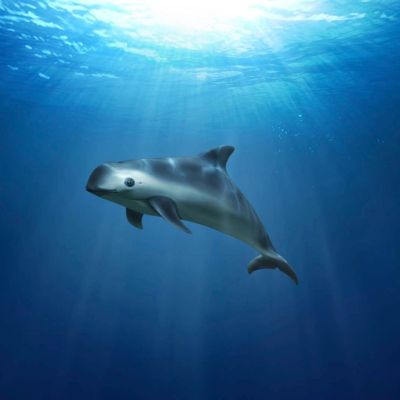 CITES-revisara-en-noviembre-los-avances-de-Mexico-para-proteger-a-la-vaquita-marina