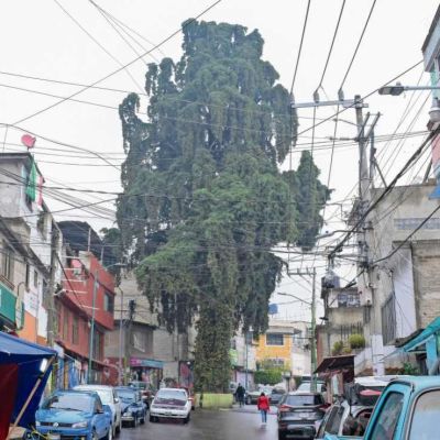 Ciudadania-impulsa-proteccion-de-22-arboles-patrimoniales-en-la-CDMX