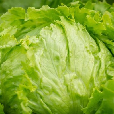 Cofepris-descarta-que-brotes-de-salmonela-y-ciclosporiasis-en-EU-provengan-de-productos-mexicanos