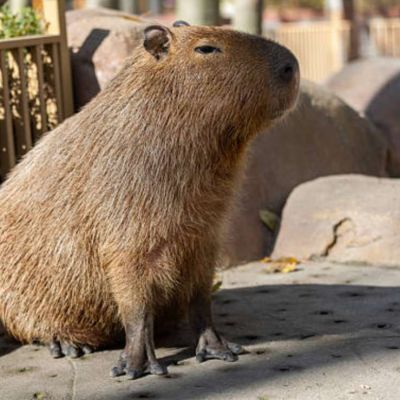 Denuncian-a-un-hombre-por-disparar-contra-capibaras-en-Nordelta-Argentina