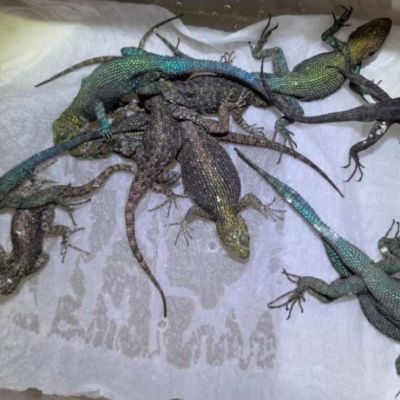 Detienen-en-Alemania-a-mexicano-con-92-reptiles-ocultos-en-su-equipaje