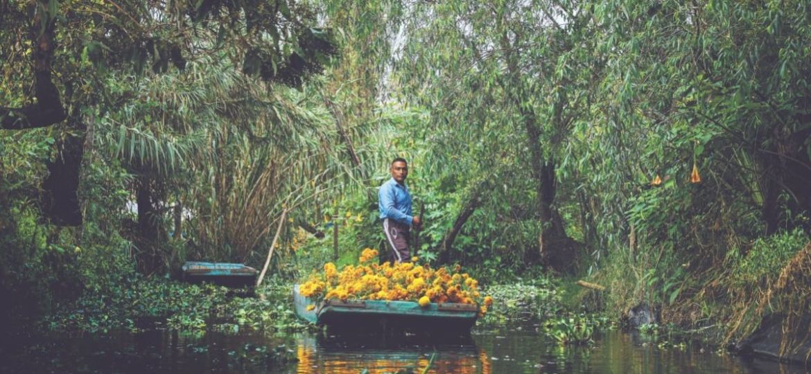 El-cempasuchil-nativo-mantiene-viva-una-tradicion-en-Xochimilco