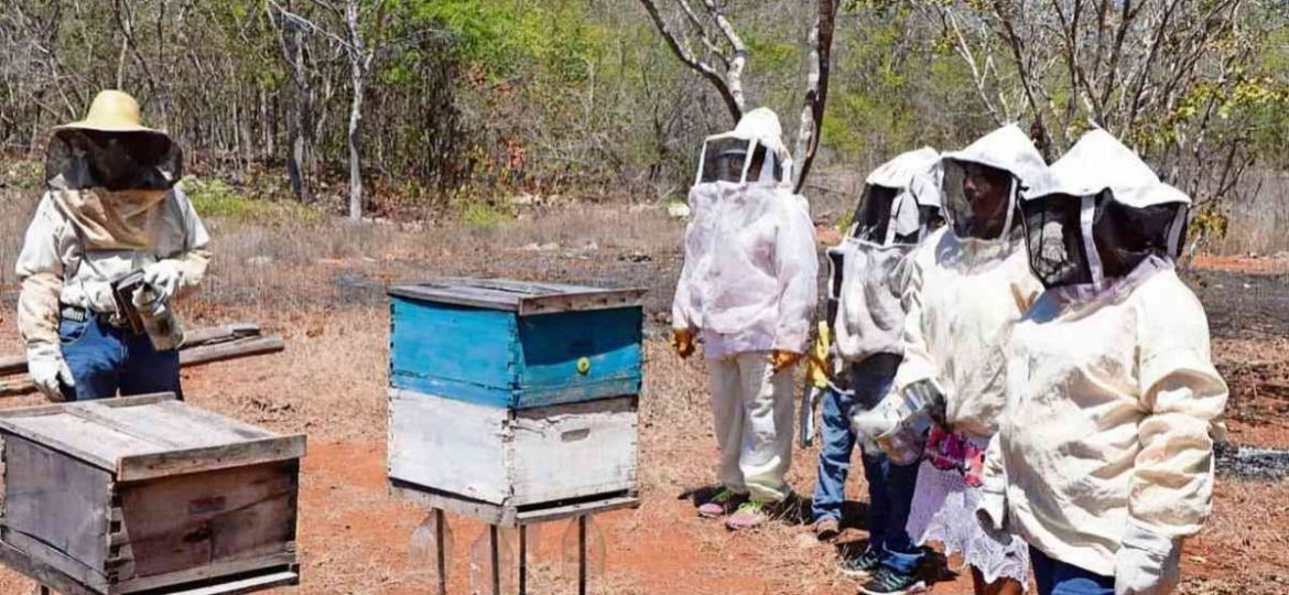 Falta-de-apoyos-y-uso-de-agroquimicos-agravan-crisis-de-apicultores-en-Campeche