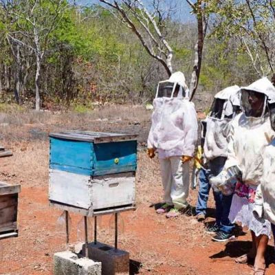 Falta-de-apoyos-y-uso-de-agroquimicos-agravan-crisis-de-apicultores-en-Campeche