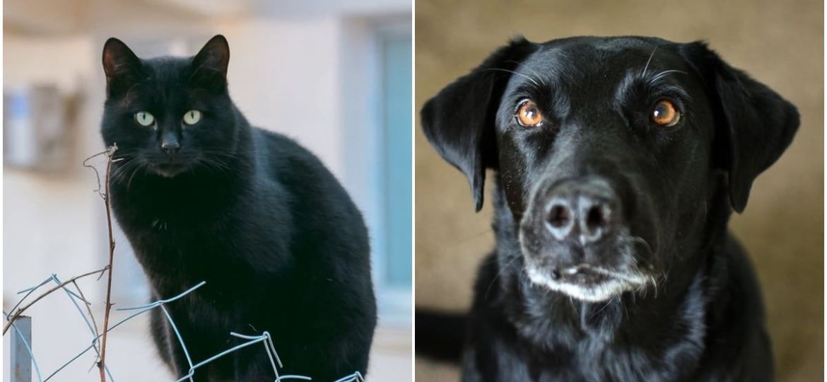 Mascotas-negras-recomendaciones-para-protegerlas-durante-octubre-y-noviembre