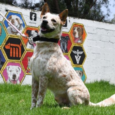 Metro-de-CDMX-busca-hogar-para-43-perros-rescatados-Porti-espera-una-familia