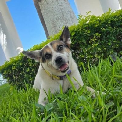 Muere-La-Perrucha-perrita-adoptada-por-el-Congreso-de-Tamaulipas