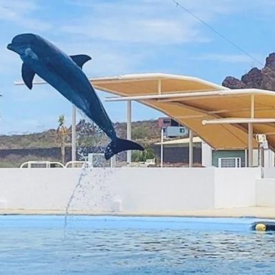 Muere-el-delfin-Moana-bajo-custodia-del-Delfinario-Sonora-investigan-la-causa