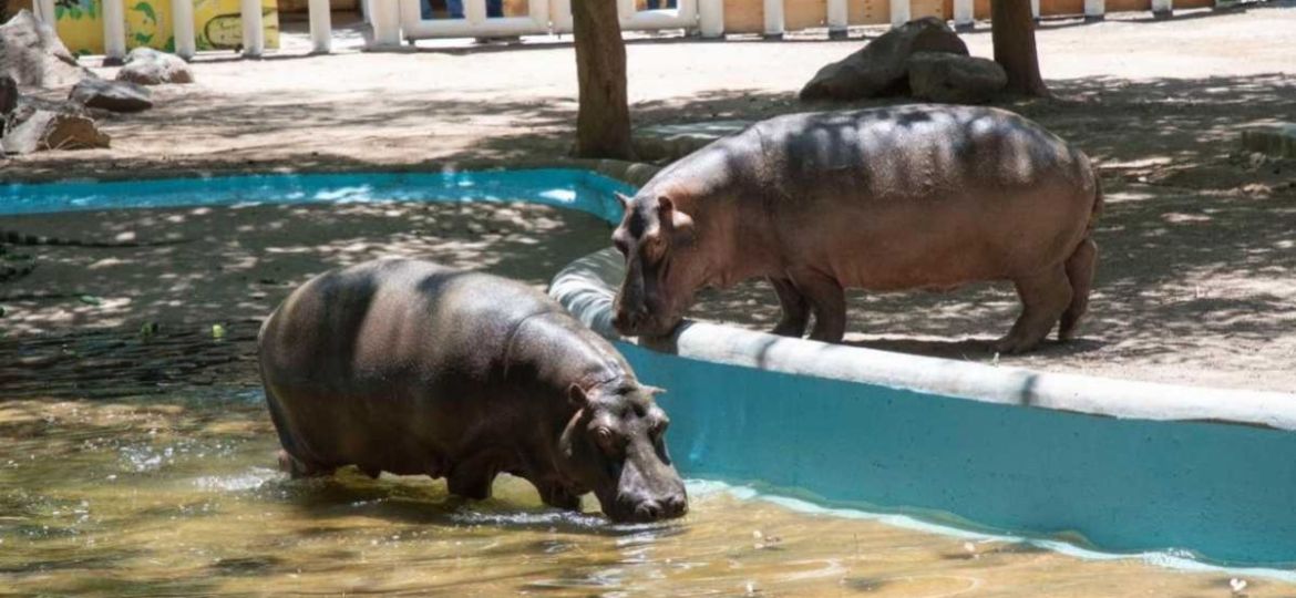 Muere-el-hipopotamo-Motomoto-en-el-Zoologico-de-Culiacan-solicitan-investigar-las-causas