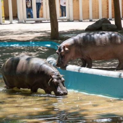 Muere-el-hipopotamo-Motomoto-en-el-Zoologico-de-Culiacan-solicitan-investigar-las-causas