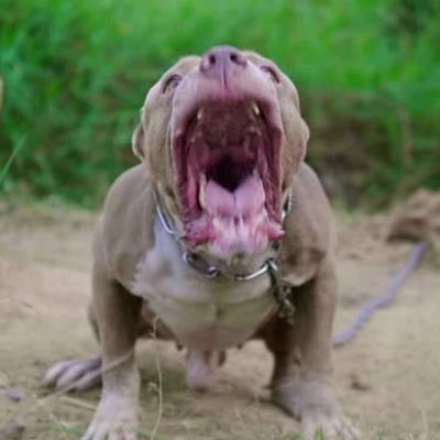 Muere-nino-de-4-anos-tras-ataque-de-un-pitbull-en-Argentina-investigan-a-su-madrina