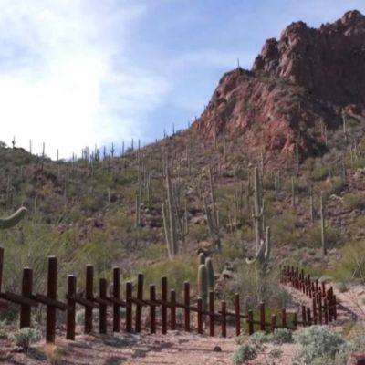 Nacion-Tohono-Oodham-denuncia-retiro-de-miles-de-saguaros-por-obras-del-muro-fronterizo