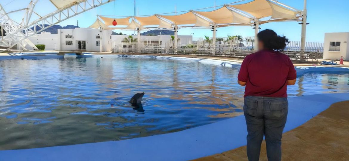 Profepa-solicita-necropsia-y-registros-tras-muerte-del-delfin-Moana-en-Sonora