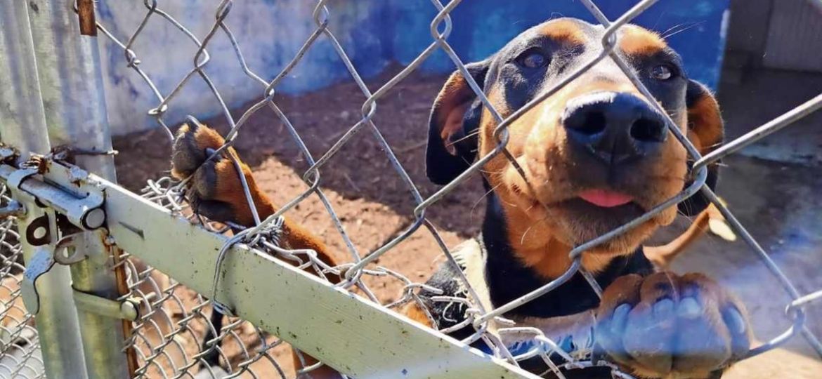 Proponen-reconocer-como-violencia-familiar-el-uso-de-animales-de-compania-para-intimidar