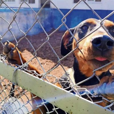 Proponen-reconocer-como-violencia-familiar-el-uso-de-animales-de-compania-para-intimidar