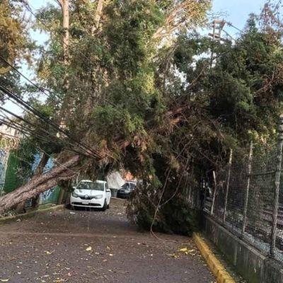 Restablecen-servicio-del-Tren-Ligero-tras-retirar-arbol-de-la-catenaria