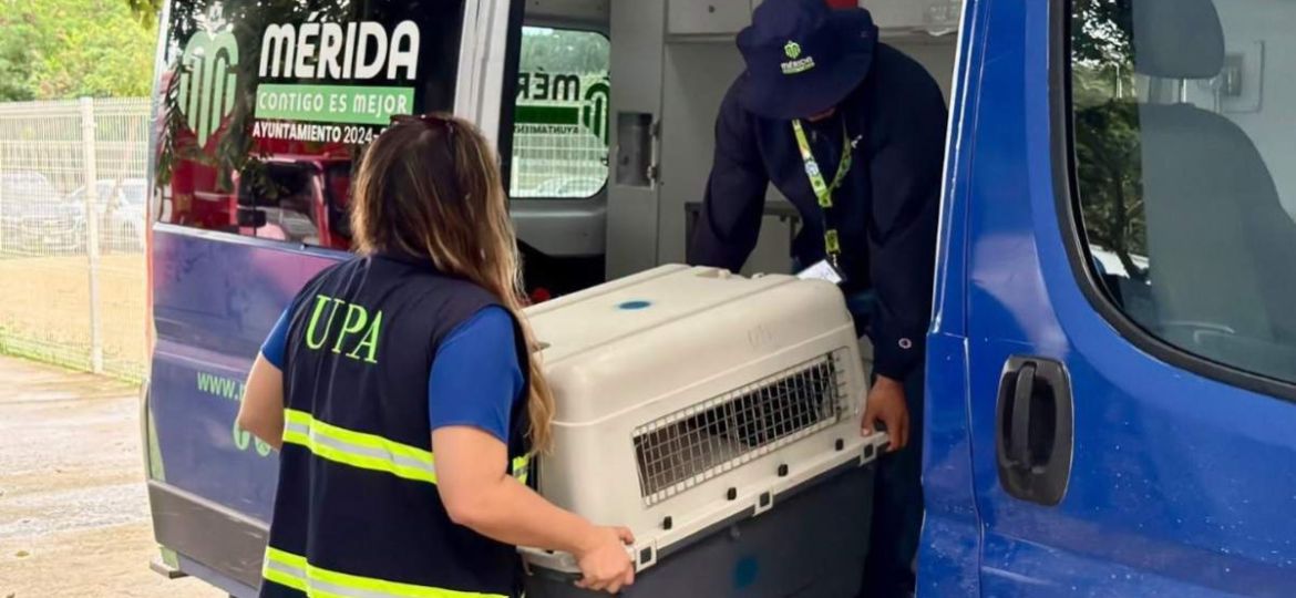 Retiran-nuevamente-a-Oso-y-Blanquis-tras-entrar-a-una-vivienda-en-Merida