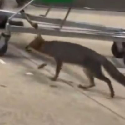 Salud-de-Quintana-Roo-busca-a-personas-que-tuvieron-contacto-con-una-zorra-gris-en-Cancun