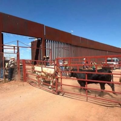 Suspenden-temporalmente-exportacion-de-ganado-de-Sonora-a-EU-por-sospecha-de-fiebre-aftosa