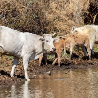 Suspenden-temporalmente-exportacion-de-ganado-por-Agua-Prieta-tras-detectar-aftas-en-un-becerro