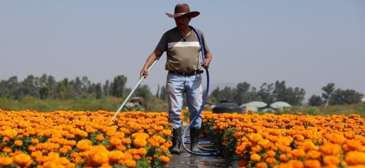Tras-perder-su-casa-en-el-sismo-de-2017-Victor-e-Imelda-sembraron-35-mil-macetas-de-cempasuchil-en-Xochimilco