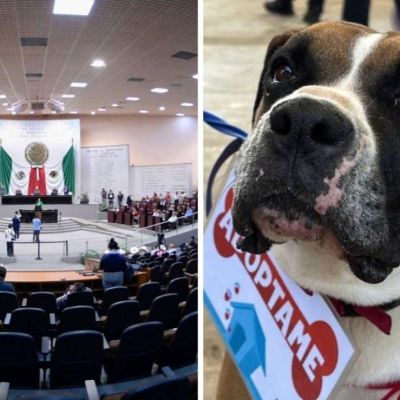 Veracruz-aprueba-agravante-por-envenenamiento-de-animales-en-casos-de-maltrato